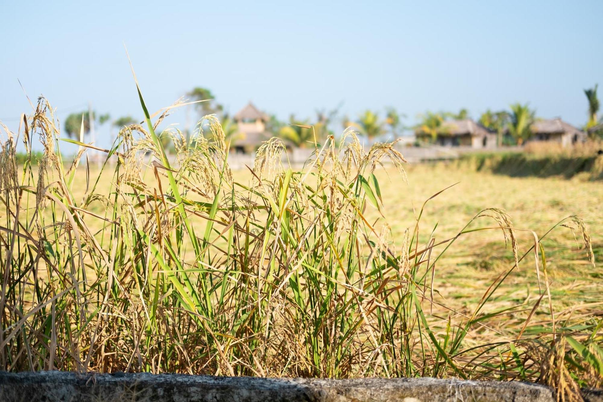 普卢坎 Bali Tiger Hideaway酒店 外观 照片